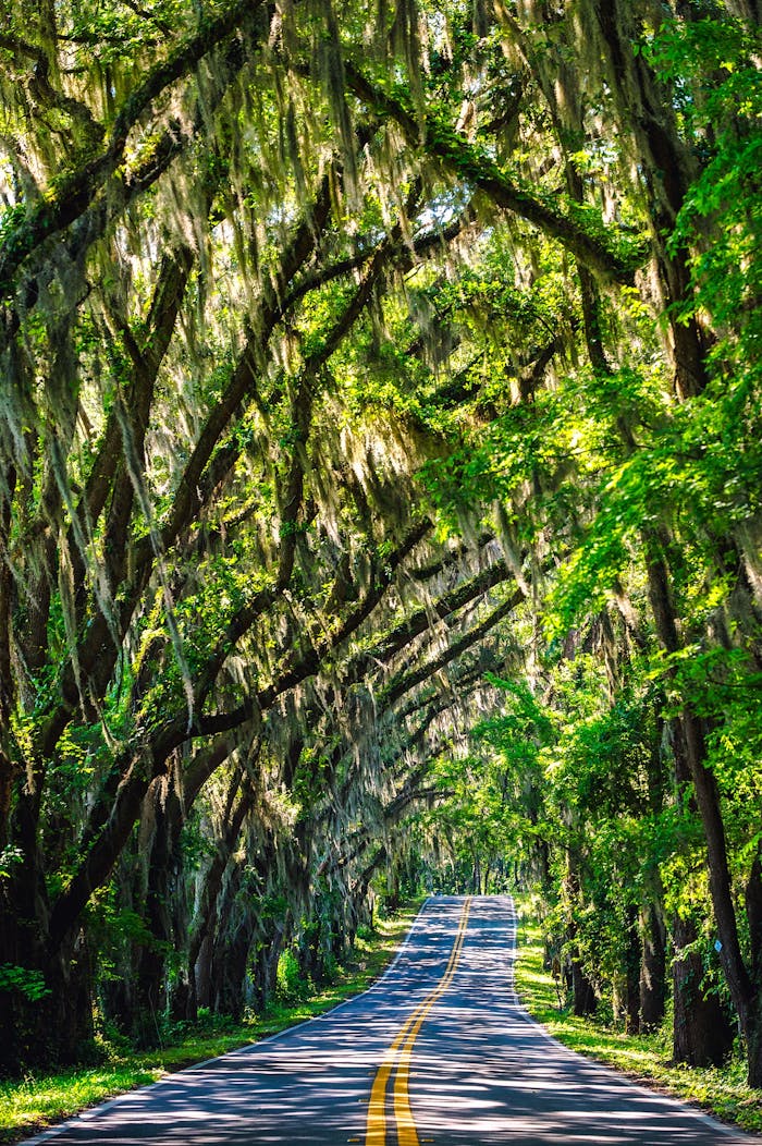Winding road beneath a canopy of lush green trees draped with Spanish moss on a sunny day.